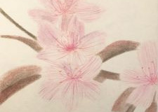 Cherry-Blossoms